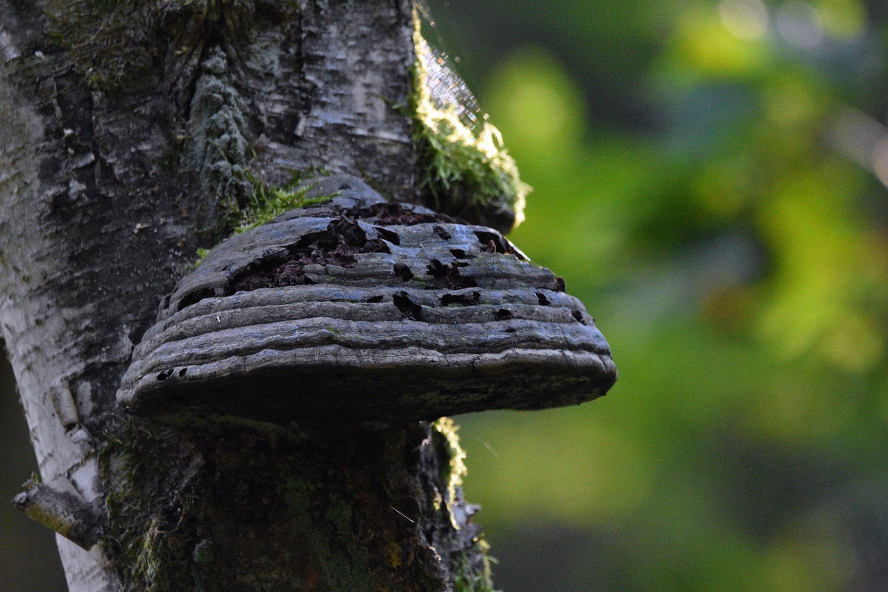 如何交易和管理技术支持辅助程序？