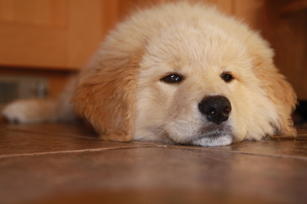 乐跑步app详情下载教程