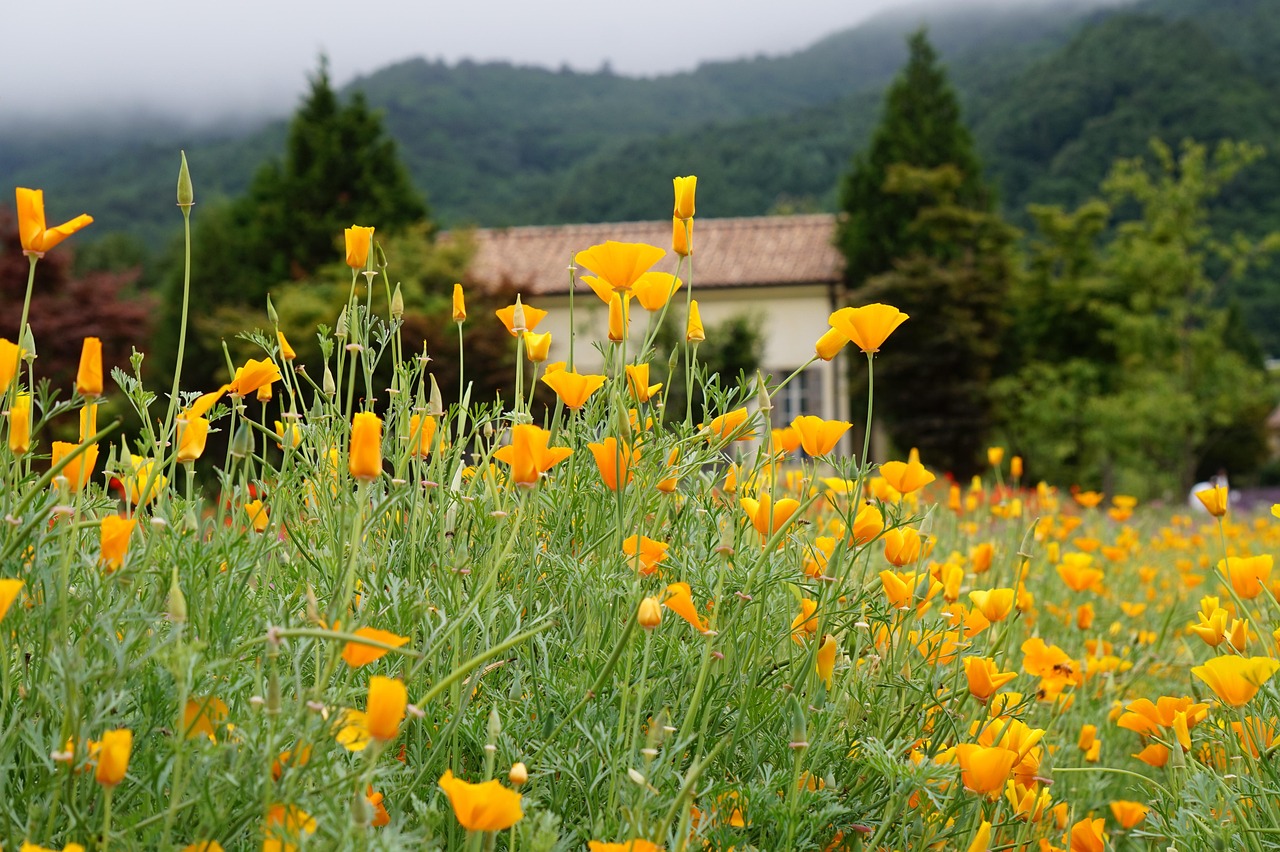 无需实名流量卡：项目规划平台后台代理